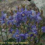 Aquilegia bernardii Λουλούδι