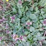 Lamium hybridumΛουλούδι