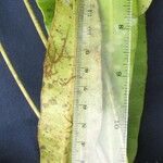 Elaphoglossum moranii Liść