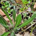 Biscutella lima Leaf