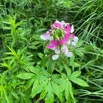 Cleome spinosa 花