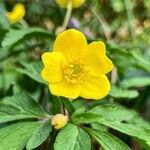 Anemone ranunculoidesFlower