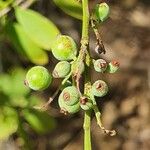 Osyris lanceolata Fruit