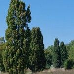 Quercus robur Habitat