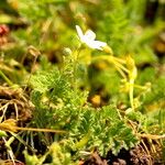 Erodium lebelii Deilen