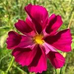 Cosmos bipinnatusBlomst