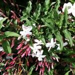 Jasminum polyanthum Blomst