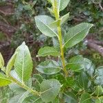 Salix myrsinifolia Lehti