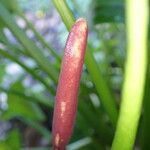 Arum maculatum ᱵᱟᱦᱟ
