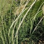 Sporobolus indicus Fula