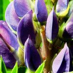 Lupinus polyphyllus Fleur