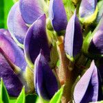 Lupinus polyphyllus 花