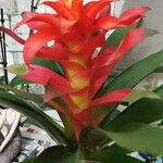 Guzmania spp. Blüte