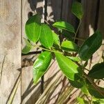 Jasminum laurifolium Blad