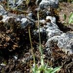 Poa badensis Hábito