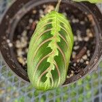 Maranta leuconeura Leaf