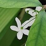 Wrightia religiosa Flower