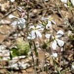 Brassica barrelieri Fleur