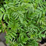 Tagetes tenuifolia Blatt