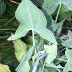 Rumex scutatus Hoja