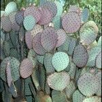 Opuntia macrocentra Plod