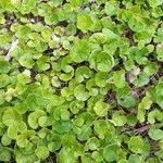 Dichondra repens Hoja