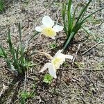 Narcissus bicolorFlor