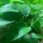 Anubias barteri Blatt