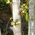 Bellucia grossularioides Fruit