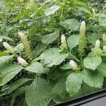 Phytolacca acinosa Virág