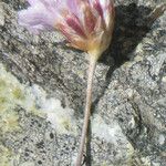 Armeria multiceps Fleur