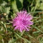 Centaurea nigra Flower