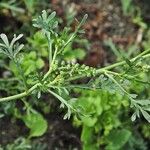 Lepidium squamatum Other