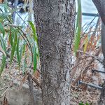 Freylinia lanceolata Corteza