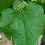 Aristolochia littoralis Likasa