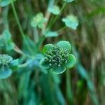 Bupleurum angulosum Квітка