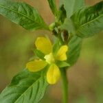 Ludwigia erecta Blüte