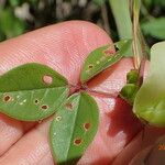 Macrotyloma axillare Leaf