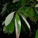 Pachira aquatica List