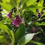Iochroma cyaneum Blomma