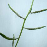 Brassica procumbens Плод