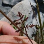 Caucalis platycarpos Leaf