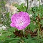 Geranium sanguineumফুল