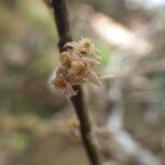 Tridactyle filifolia Floro