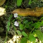 Mazus pumilusFlower