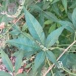 Vitex negundo Blatt