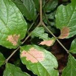 Cojoba catenata Otro
