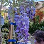 Wisteria sinensisBlomst