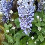 Wisteria floribunda Fleur