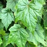 Begonia formosana Leaf